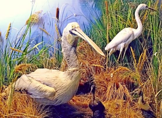 Волгоградцы смогут запечатлеть на открытках дикую природу Волго-Донского края